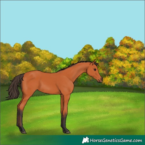 Horse Color:Unknown 