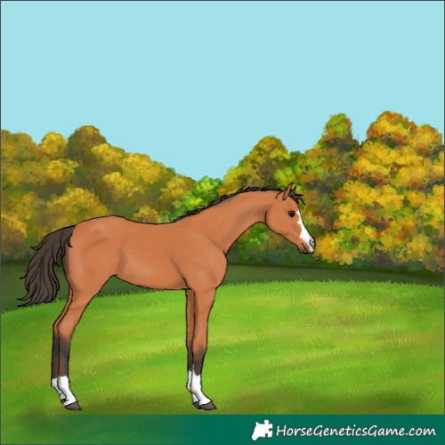 Horse Color:Unknown 