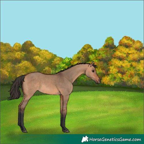 Horse Color:Unknown 
