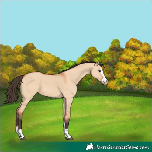 Horse Color:Unknown 