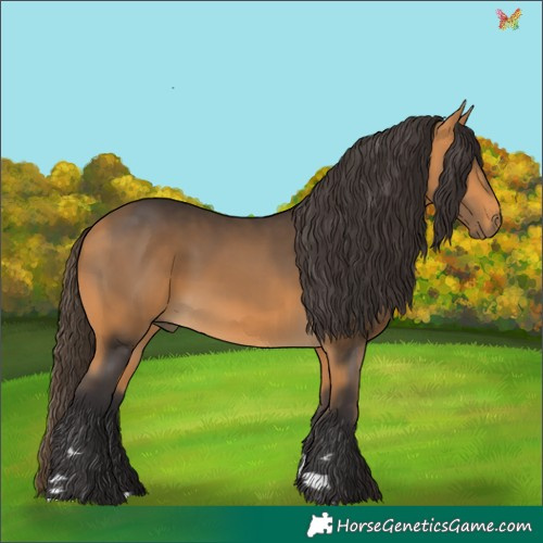 Horse Color:Buckskin 