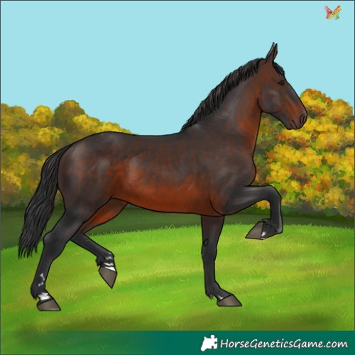Horse Color:Brown 