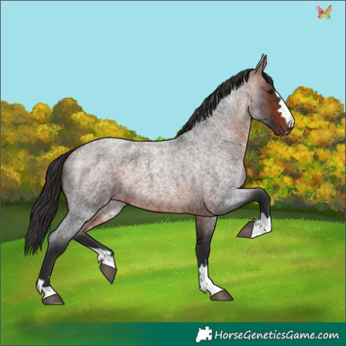 Horse Color:Bay Roan 