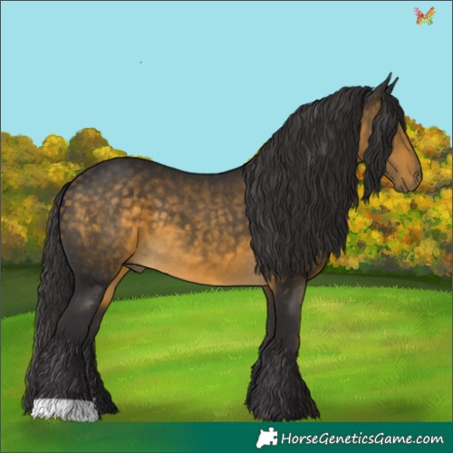 Horse Color:Buckskin 