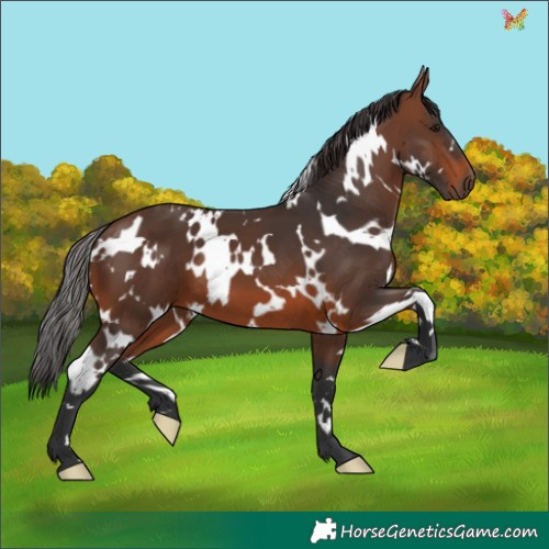 Horse Color:White Spotted Brown