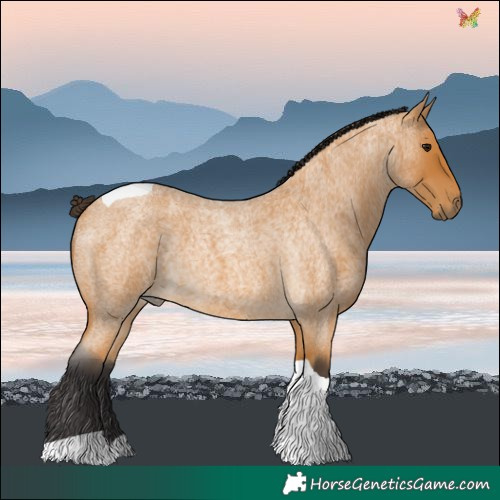 Horse Color:Buckskin Roan Tobiano Rabicano 