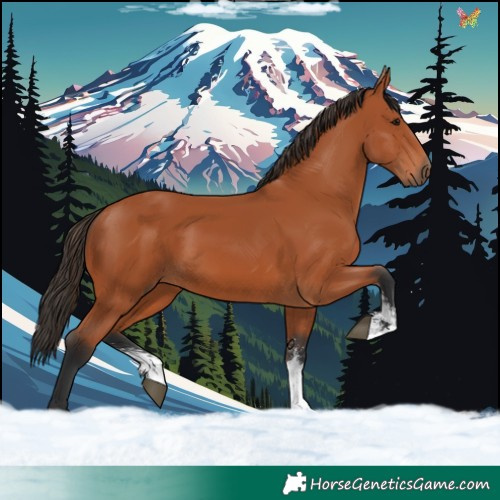 Horse Color:Bay Sabino Rabicano 