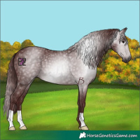 Horse Color:Gray Chocolate Black