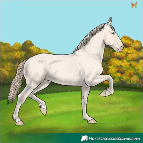 Horse Color:Perlino Roan 