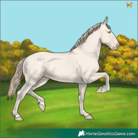 Horse Color:Perlino Roan