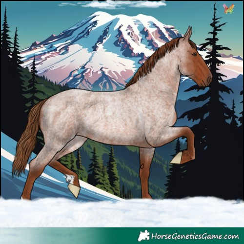 Horse Color:Red Roan Rabicano 