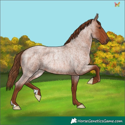 Horse Color:Red Roan Rabicano 