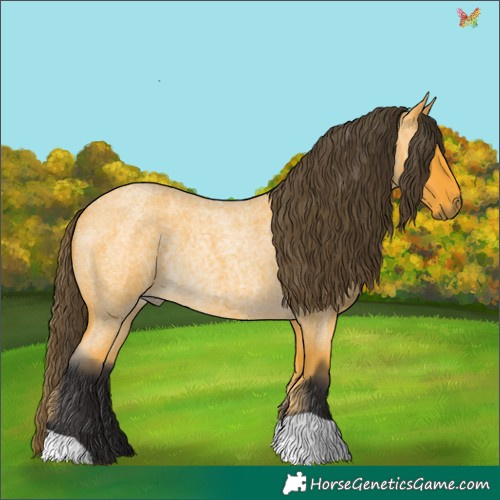 Horse Color:Buckskin Roan Rabicano 