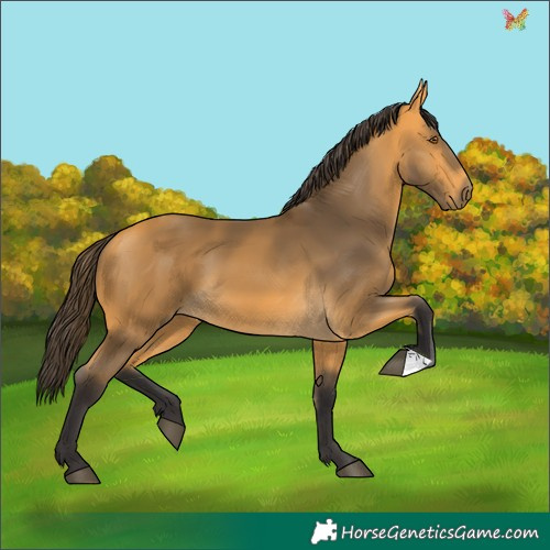 Horse Color:Buckskin 
