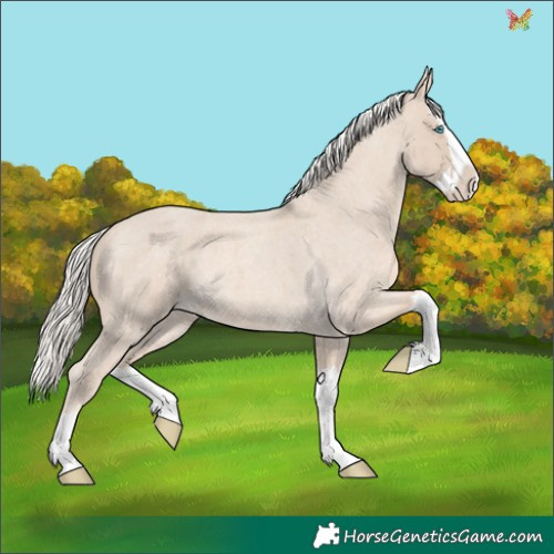 Horse Color:Cremello Roan Splash