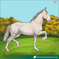 Horse Color:Cremello Roan Splash 