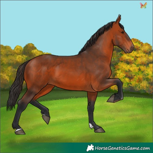 Horse Color:Brown 