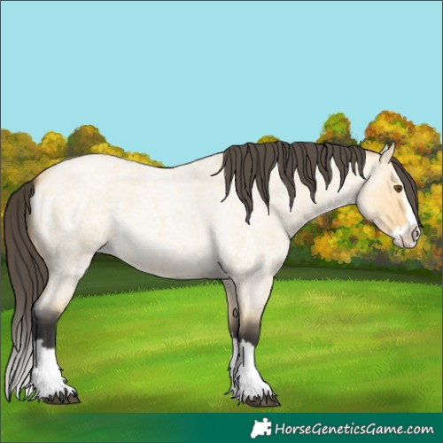Horse Color:Buckskin Roan Dun Splash 