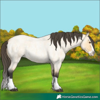 Horse Color:Buckskin Roan Dun Splash