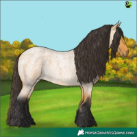 Horse Color:Buckskin Roan