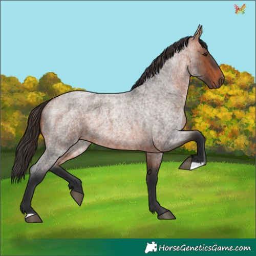 Horse Color:Bay Roan 