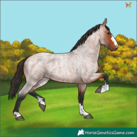 Horse Color:Bay Roan