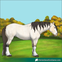 Horse Color:Buckskin Roan Dun Splash