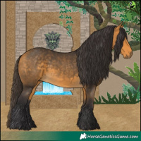 Horse Color:Buckskin