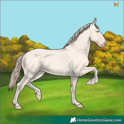Horse Color:Perlino Roan 