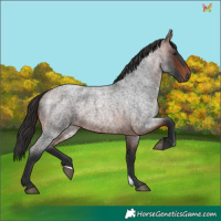 Horse Color:Bay Roan