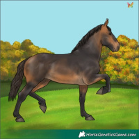 Horse Color:Buckskin 