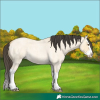 Horse Color:Buckskin Roan Dun Splash