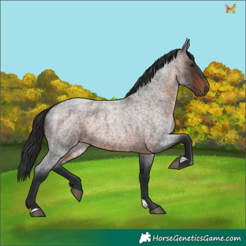Horse Color:Brown Roan 