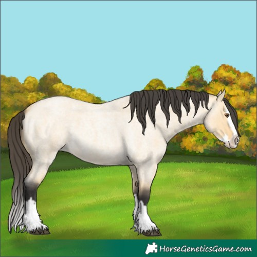 Horse Color:Buckskin Roan Dun Splash 