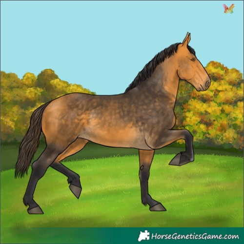 Horse Color:Buckskin