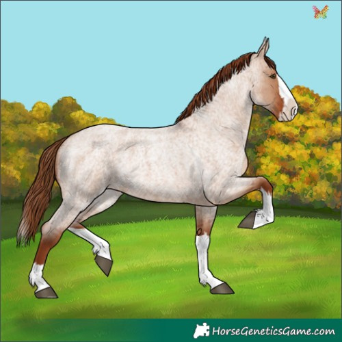 Horse Color:Red Dun Roan Splash Rabicano