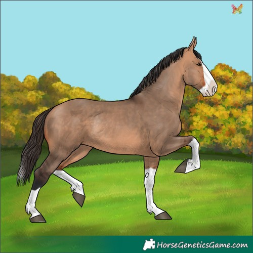 Horse Color:Bay Dun Splash Rabicano