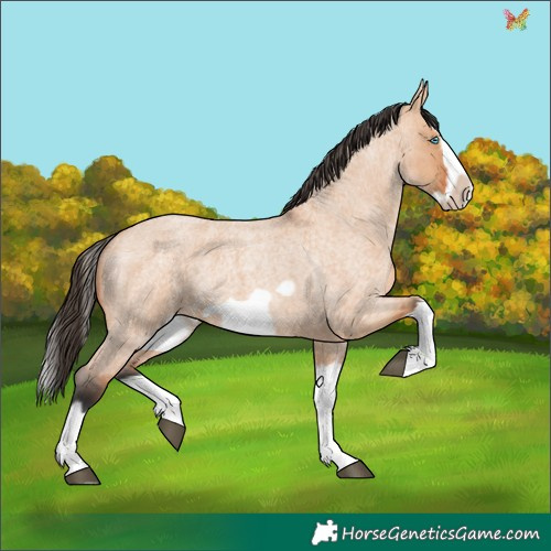 Horse Color:Bay Roan Dun Splash Frame