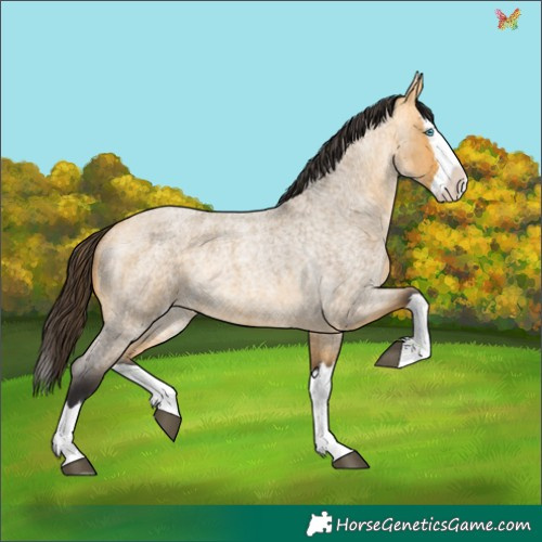 Horse Color:Buckskin Roan Dun Splash Rabicano 