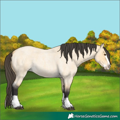 Horse Color:Buckskin Roan Dun Splash 