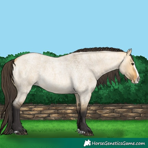 Horse Color:Buckskin Roan Dun Splash 