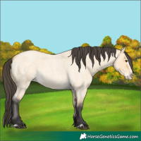 Horse Color:Buckskin Roan Dun Splash