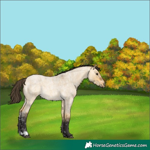 Horse Color:Buckskin Ice Roan Dun 