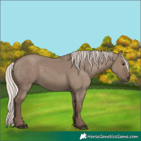 Horse Color:Silver Grullo 