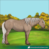 Horse Color:Silver Grullo 