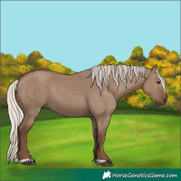 Horse Color:Silver Grullo 