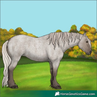 Horse Color:Silver Grullo Roan 