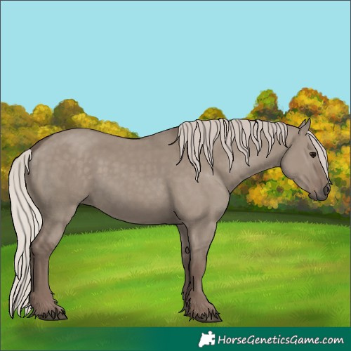 Horse Color:Silver Grullo 