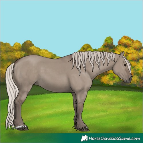 Horse Color:Silver Grullo 