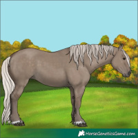 Horse Color:Silver Grullo 